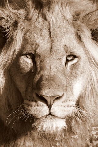 A beautiful sepia tone portrait of a sub adult male lion